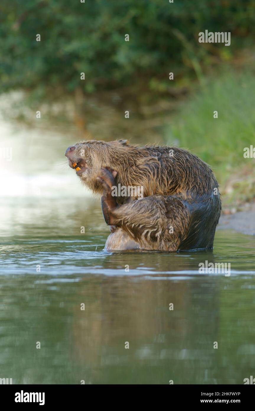 Frankreich, Indre et Loire, Castor d'Europe am Ufer beim Waschen Stockfoto