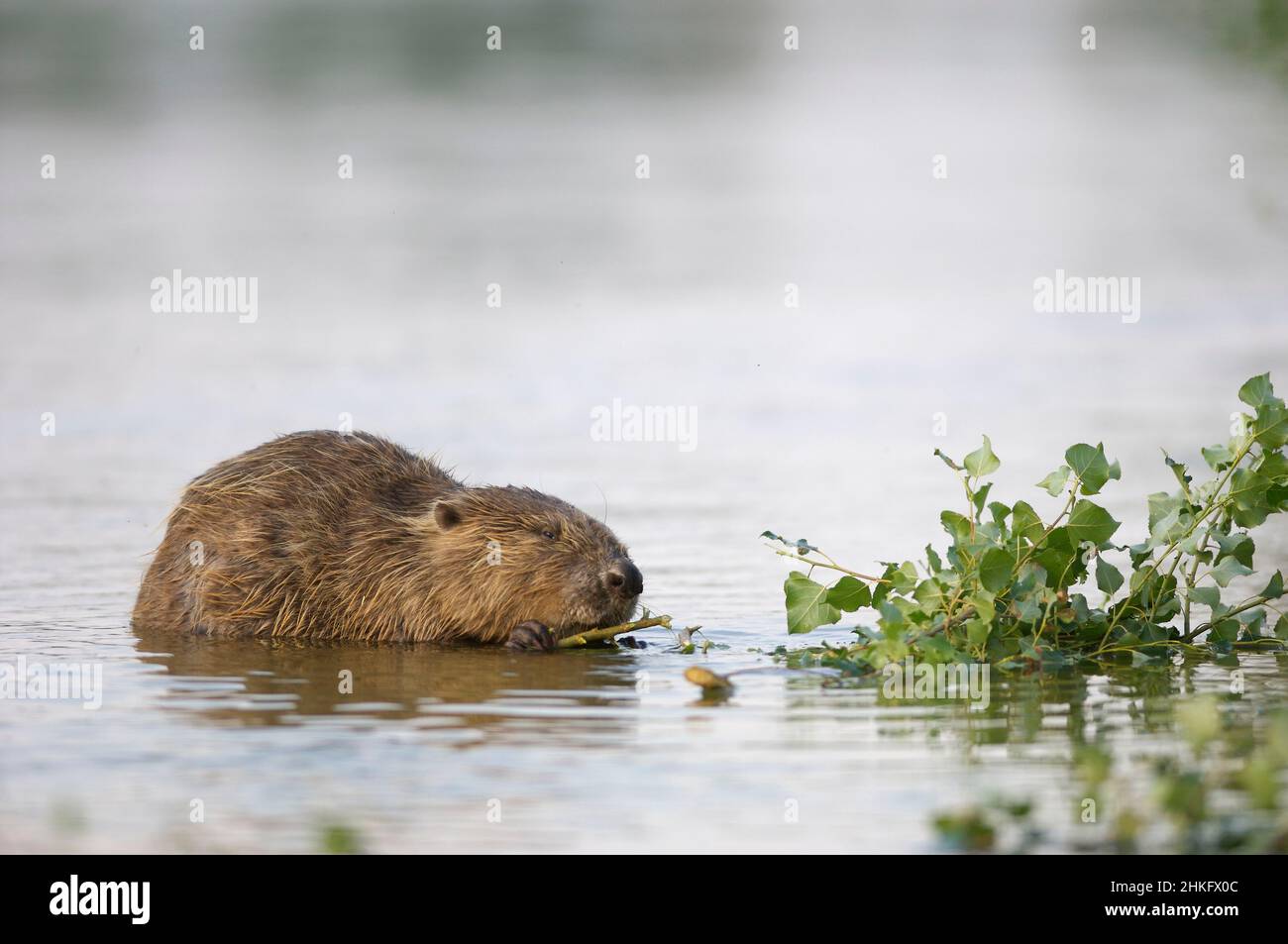 Frankreich, Indre et Loire, Castor d'Europe im Wasser Fütterung auf einem Zweig und oder Blätter Stockfoto