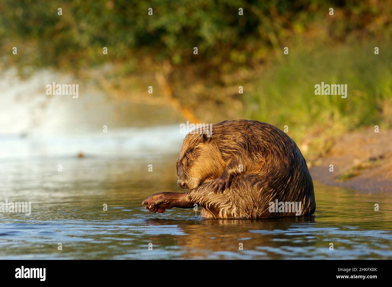 Frankreich, Indre et Loire, Castor d'Europe am Ufer beim Waschen Stockfoto