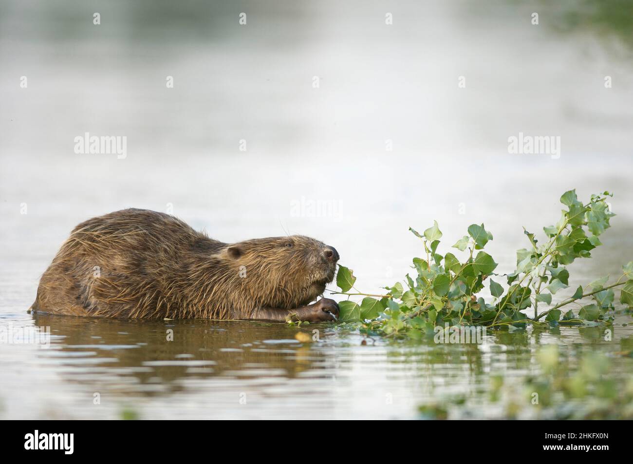 Frankreich, Indre et Loire, Castor d'Europe im Wasser Fütterung auf einem Zweig und oder Blätter Stockfoto