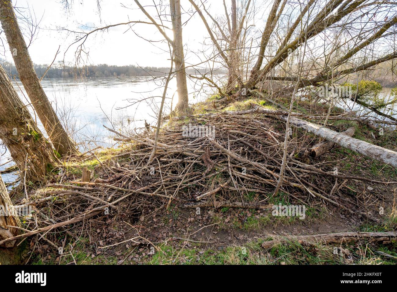 Frankreich, Indre et Loire, Zweige, die das Dach der Terrier-Hütte des Castor d'Europe bedecken Stockfoto