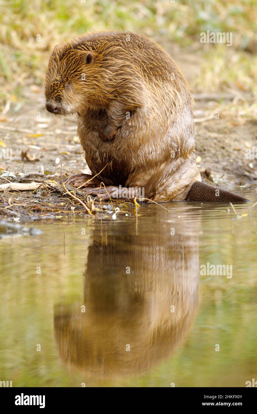 Frankreich, Indre et Loire, Castor d'Europe am Ufer beim Waschen Stockfoto