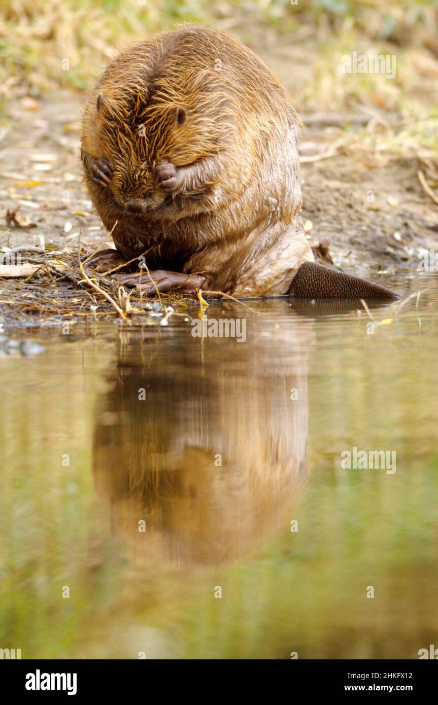 Frankreich, Indre et Loire, Castor d'Europe am Ufer beim Waschen Stockfoto