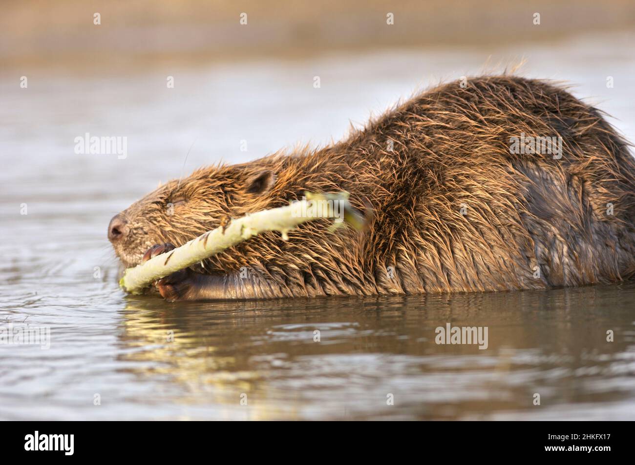 Frankreich, Indre et Loire, Castor d'Europe im Wasser Fütterung auf einem Ast und oder Blätter, Nahaufnahme des Kopfes Stockfoto