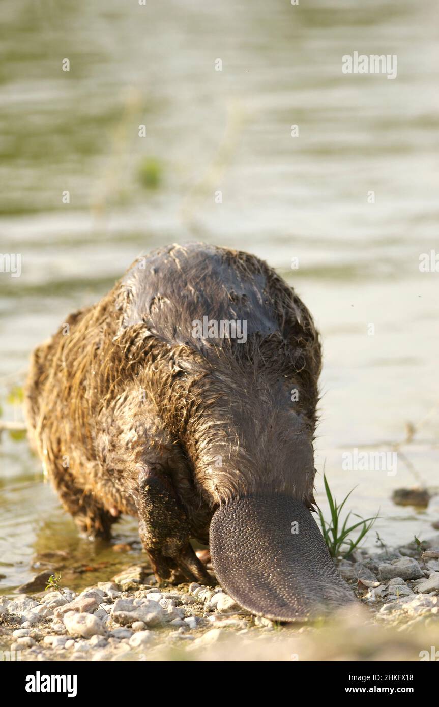 Frankreich, Indre et Loire, Castor d'Europe an den Ufern, die aus- oder wieder in den Fluss gehen Stockfoto