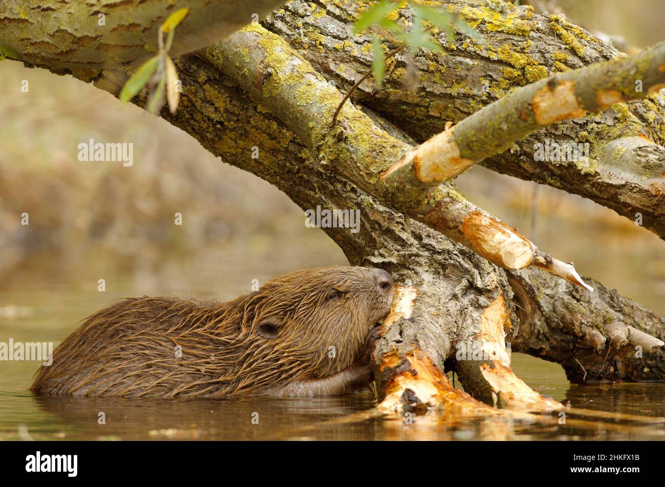 Frankreich, Indre et Loire, Castor d'Europe im Wasser Fütterung auf einem Zweig und oder Blätter Stockfoto