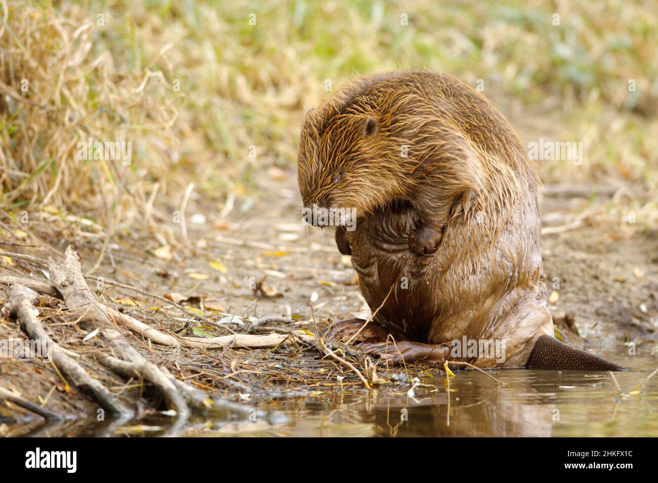 Frankreich, Indre et Loire, Castor d'Europe am Ufer beim Waschen Stockfoto