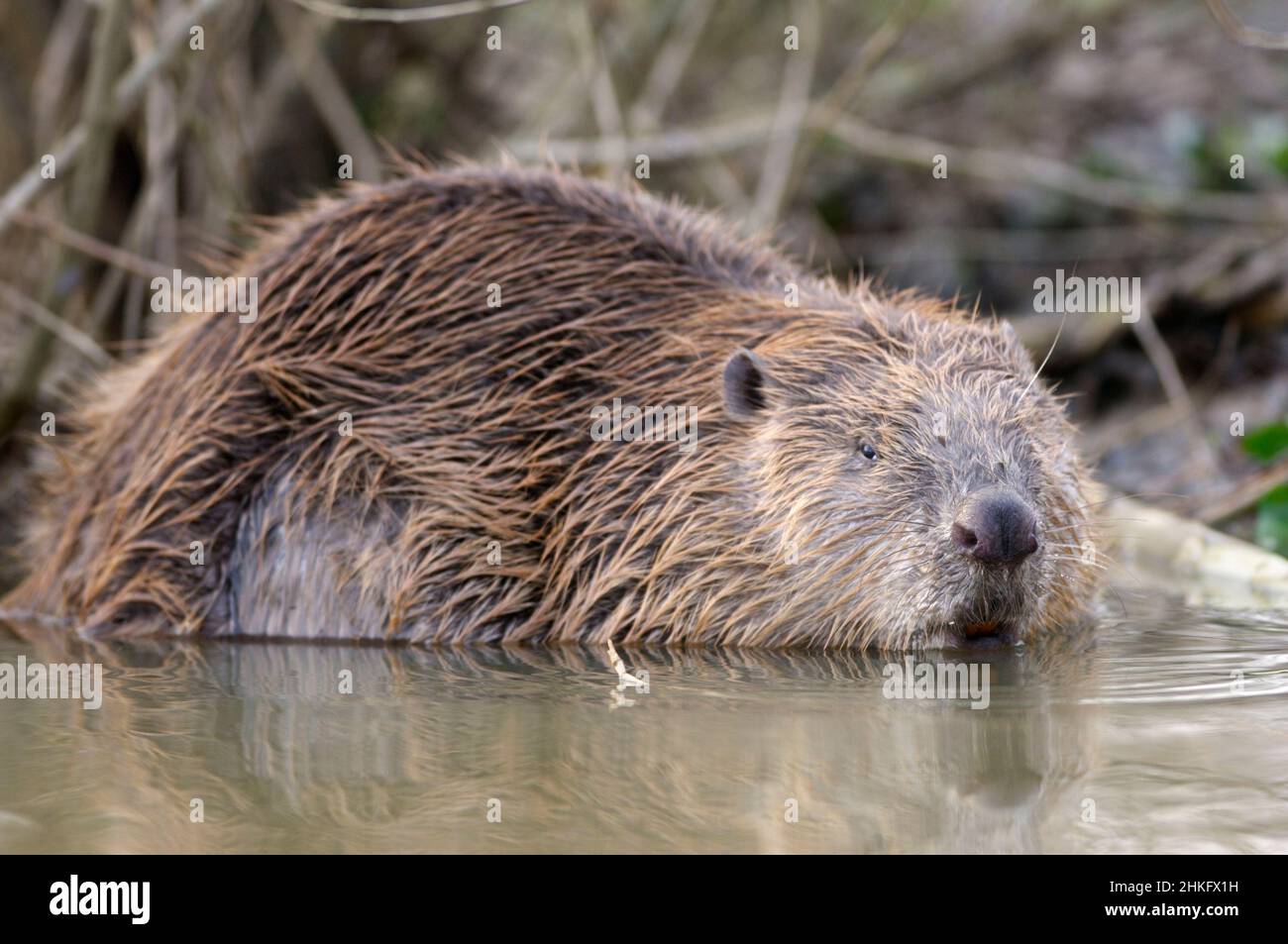 Frankreich, Indre et Loire, Castor d'Europe im Wasser Fütterung auf einem Ast und oder Blätter, Nahaufnahme des Kopfes Stockfoto