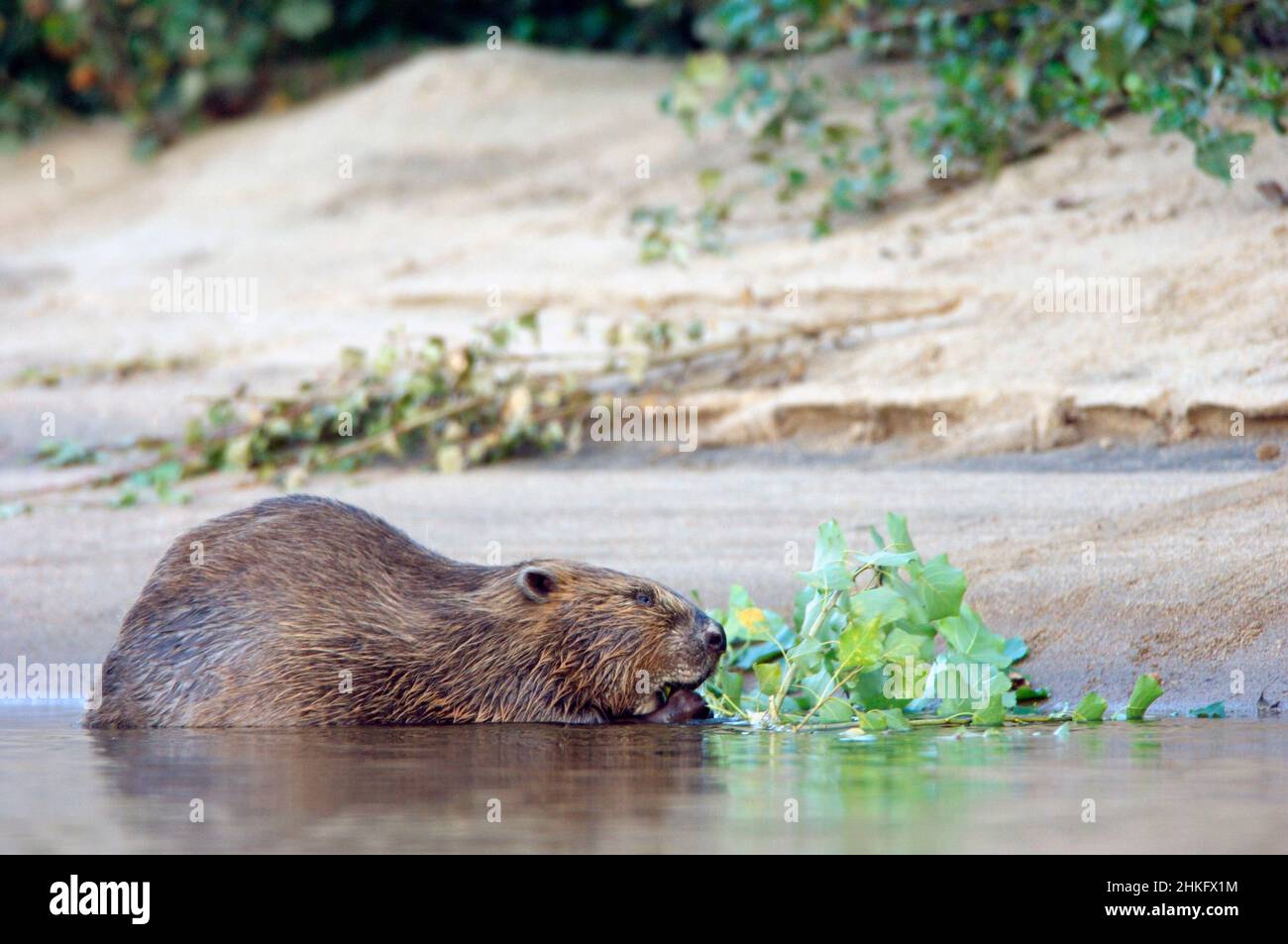 Frankreich, Indre et Loire, Castor d'Europe im Wasser Fütterung auf einem Zweig und oder Blätter Stockfoto