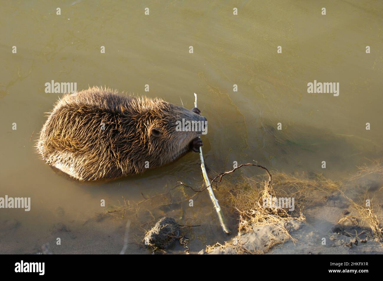 Frankreich, Indre et Loire, Castor d'Europe im Wasser Fütterung auf einem Zweig und oder Blätter Stockfoto
