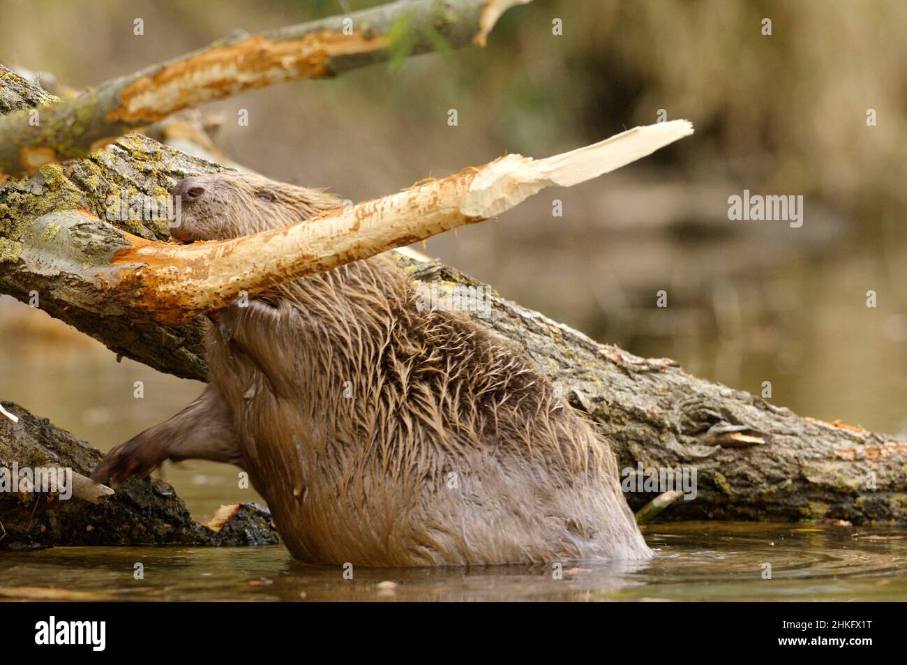 Frankreich, Indre et Loire, Castor d'Europe im Wasser Fütterung auf einem Zweig und oder Blätter Stockfoto