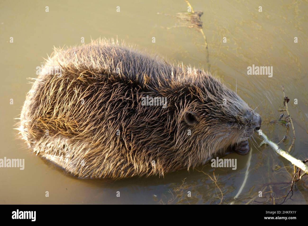Frankreich, Indre et Loire, Castor d'Europe im Wasser Fütterung auf einem Zweig und oder Blätter Stockfoto