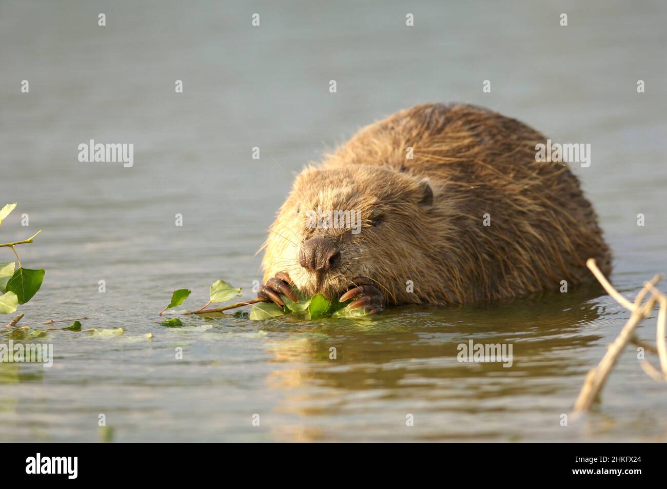Frankreich, Indre et Loire, Castor d'Europe im Wasser Fütterung auf einem Zweig und oder Blätter Stockfoto