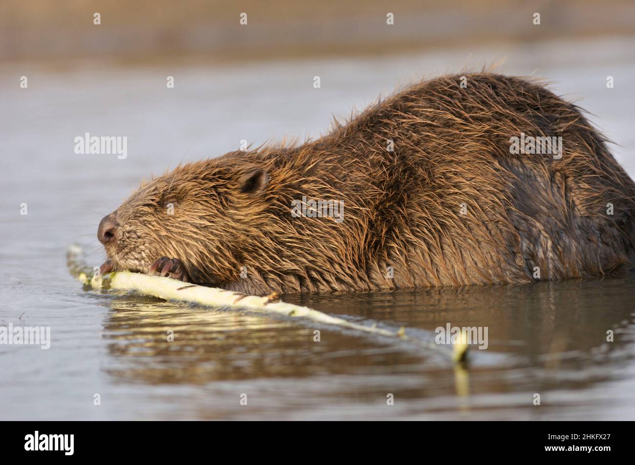 Frankreich, Indre et Loire, Castor d'Europe im Wasser Fütterung auf einem Ast und oder Blätter, Nahaufnahme des Kopfes Stockfoto