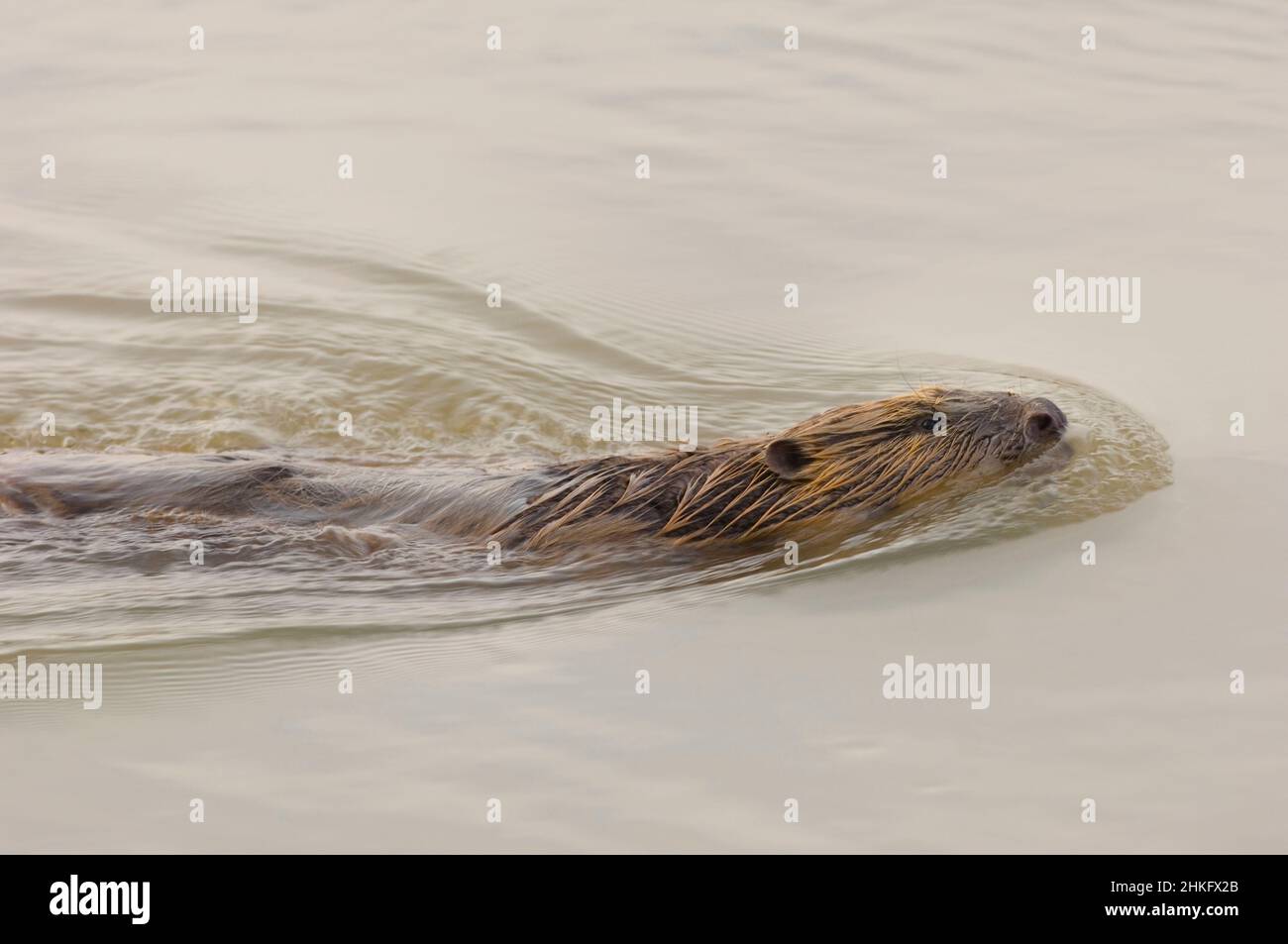 Frankreich, Indre et Loire, Castor d'Europe im Wasser schwimmen Stockfoto