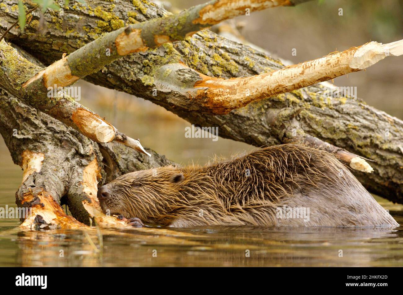 Frankreich, Indre et Loire, Castor d'Europe im Wasser Fütterung auf einem Zweig und oder Blätter Stockfoto
