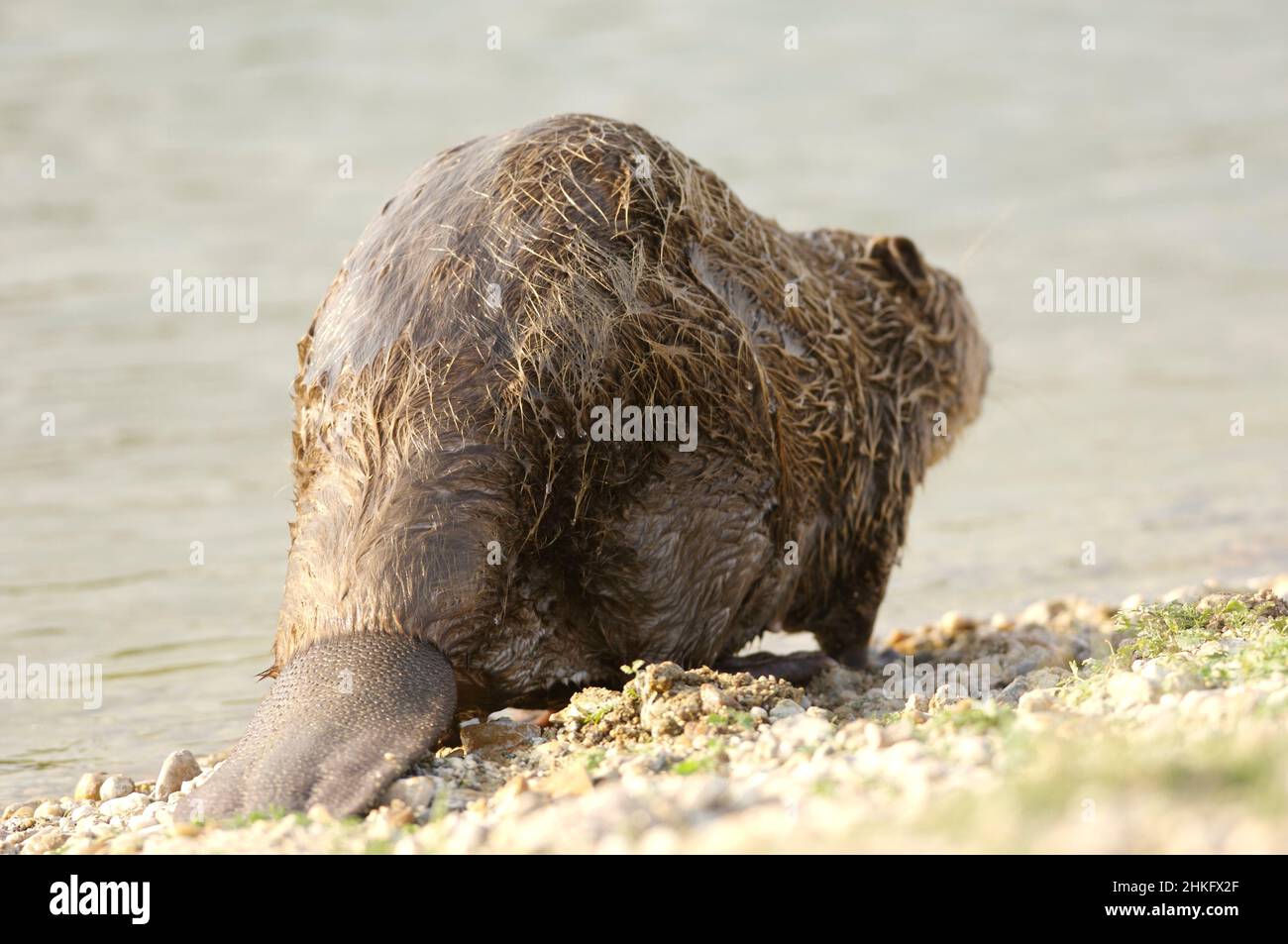 Frankreich, Indre et Loire, Castor d'Europe an den Ufern, die aus- oder wieder in den Fluss gehen Stockfoto