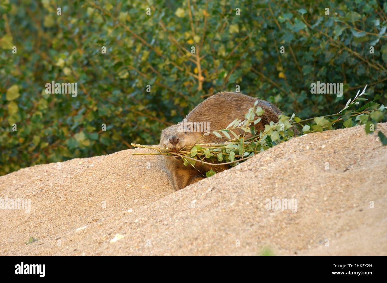 Frankreich, Indre et Loire, Castor d'Europe am Ufer, das mit einem Ast in der Mündung ins Wasser eindringt Stockfoto