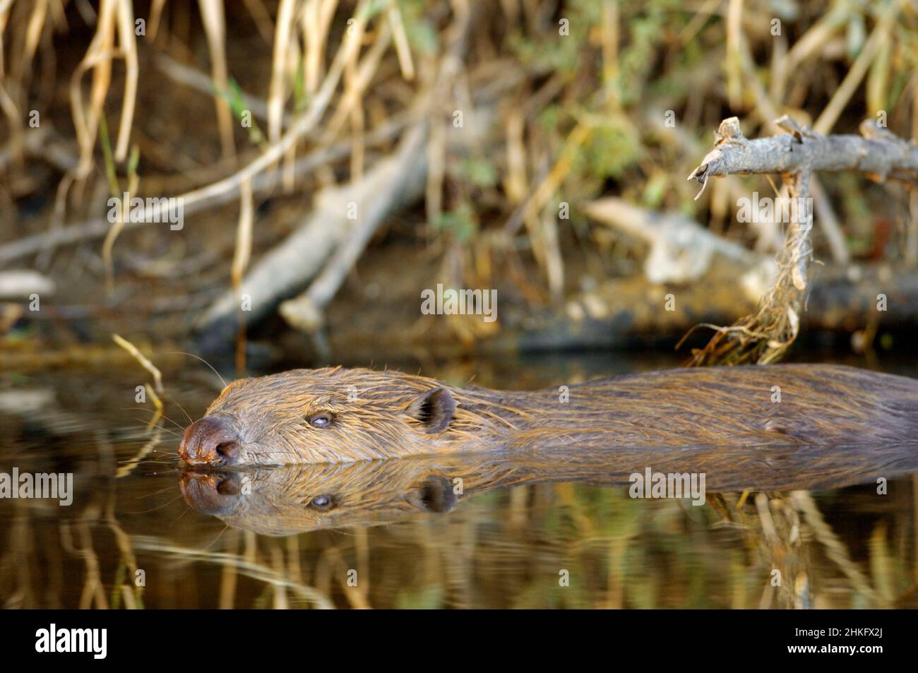 Frankreich, Indre et Loire, Castor d'Europe im Wasser Fütterung auf einem Zweig und oder Blätter Stockfoto
