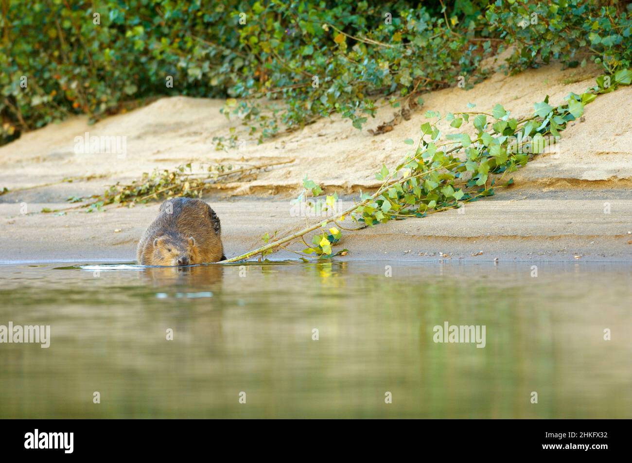 Frankreich, Indre et Loire, Castor d'Europe am Ufer, das mit einem Ast in der Mündung ins Wasser eindringt Stockfoto