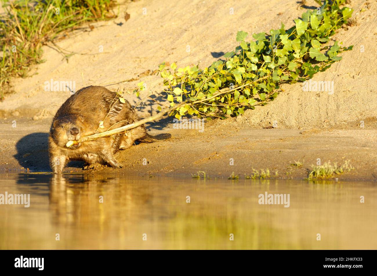 Frankreich, Indre et Loire, Castor d'Europe am Ufer, das mit einem Ast in der Mündung ins Wasser eindringt Stockfoto