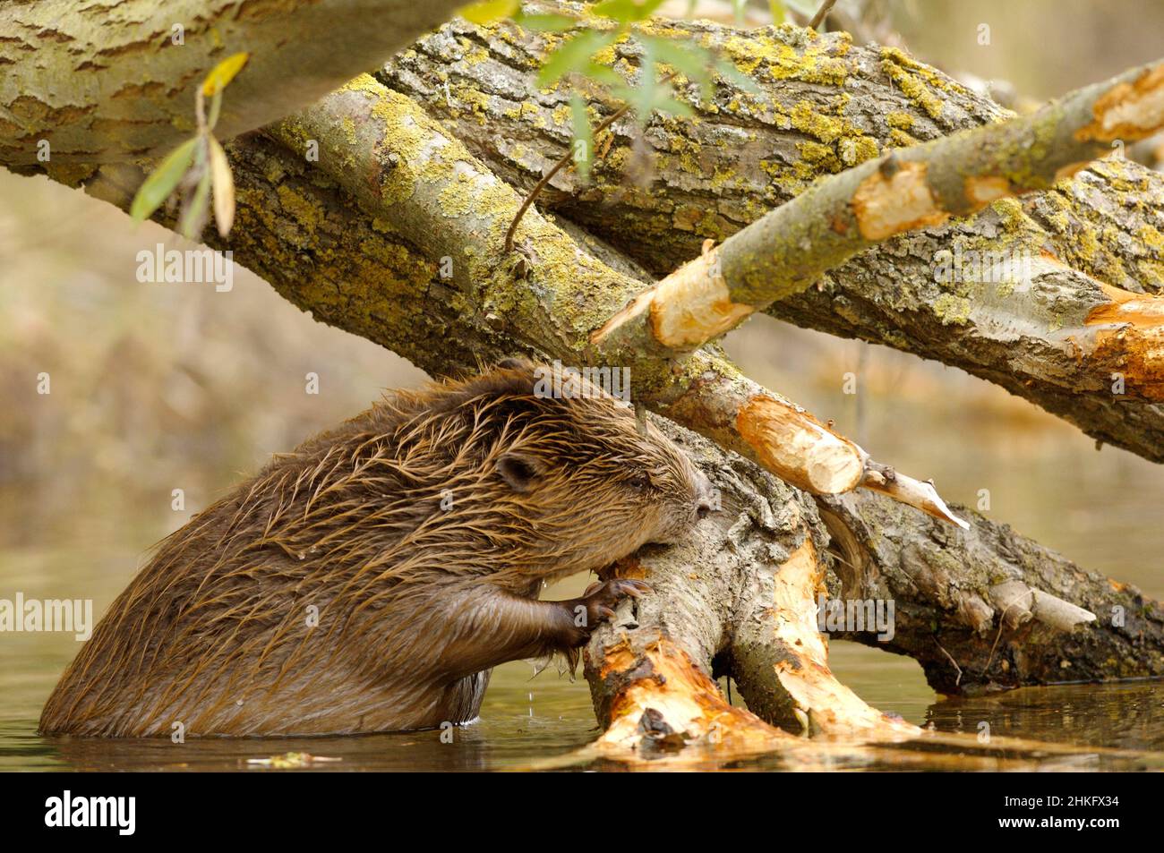 Frankreich, Indre et Loire, Castor d'Europe im Wasser Fütterung auf einem Zweig und oder Blätter Stockfoto