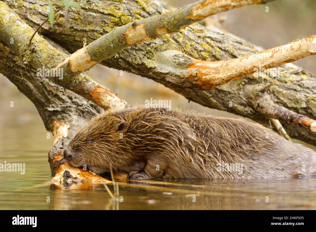 Frankreich, Indre et Loire, Castor d'Europe im Wasser Fütterung auf einem Zweig und oder Blätter Stockfoto