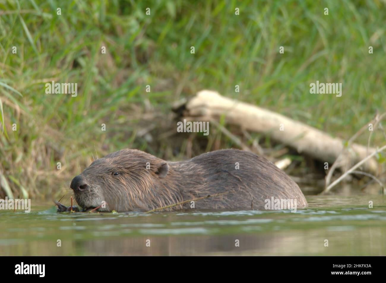 Frankreich, Indre et Loire, Castor d'Europe im Wasser Fütterung auf einem Zweig und oder Blätter Stockfoto