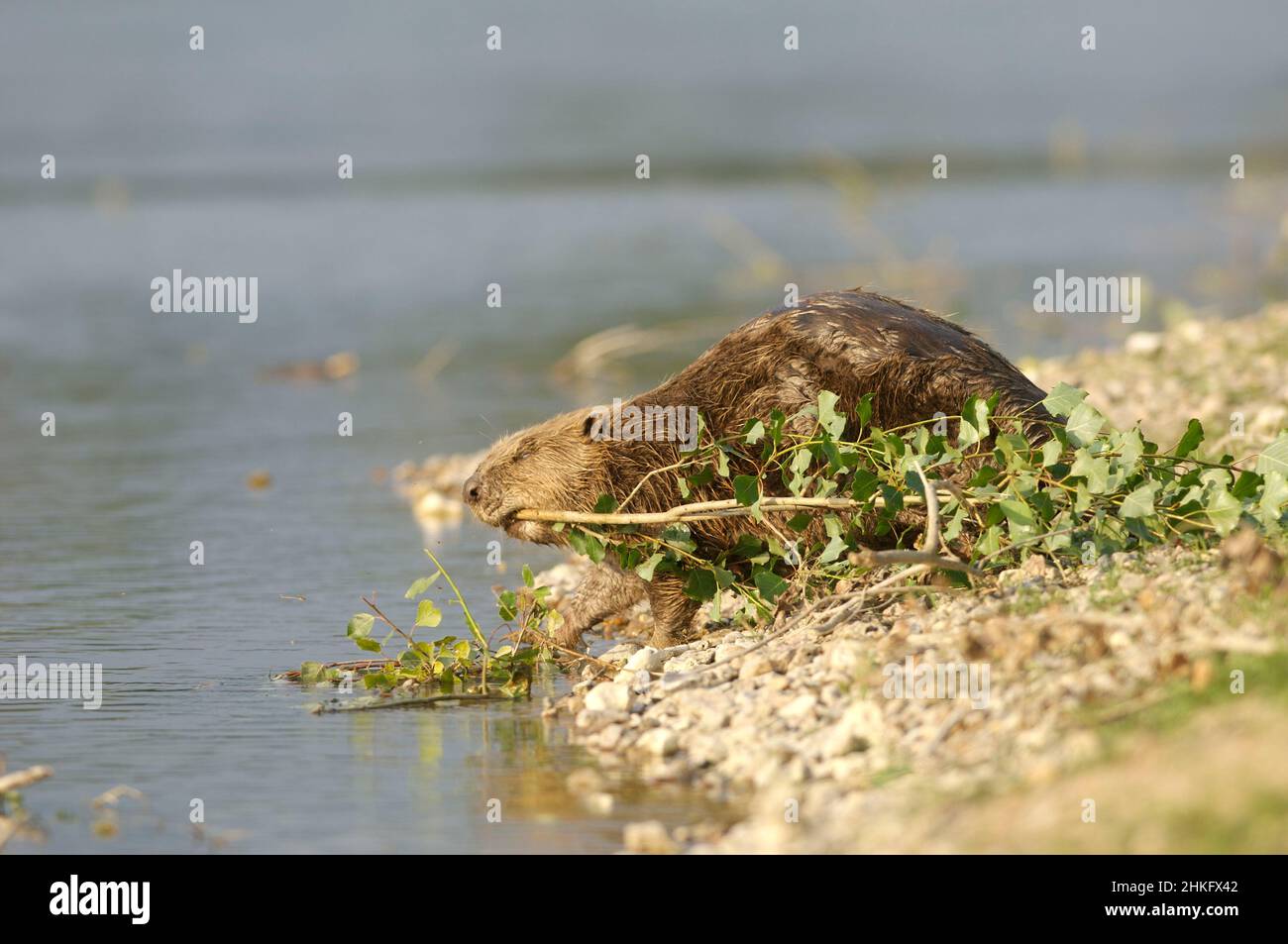 Frankreich, Indre et Loire, Castor d'Europe am Ufer, das mit einem Ast in der Mündung ins Wasser eindringt Stockfoto