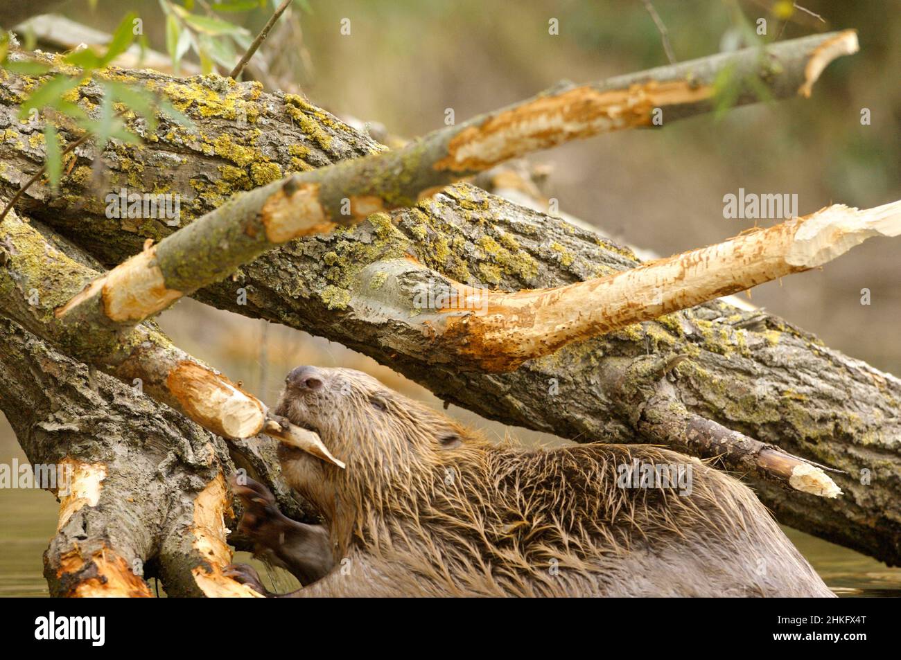 Frankreich, Indre et Loire, Castor d'Europe im Wasser Fütterung auf einem Zweig und oder Blätter Stockfoto