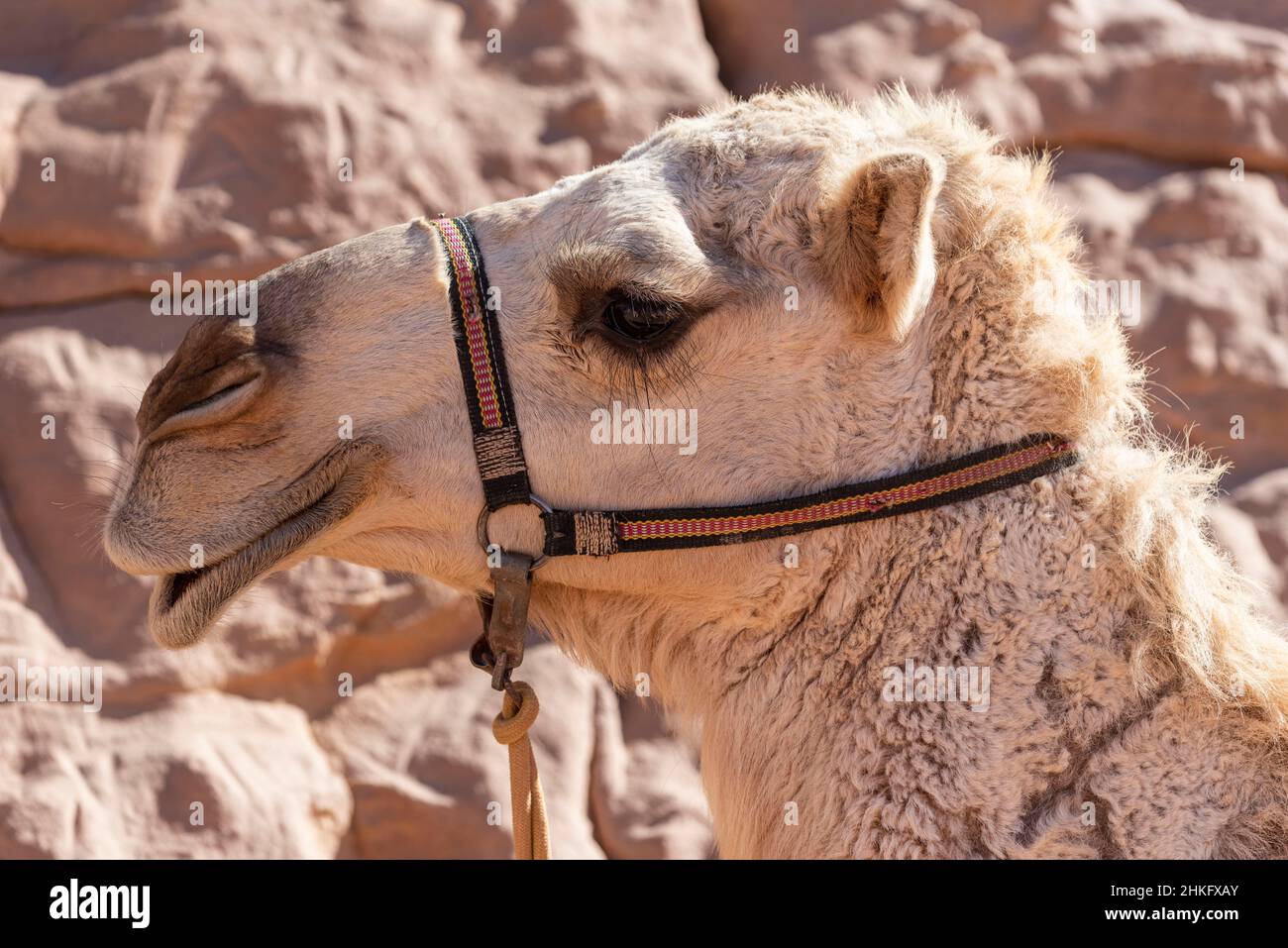 Jordanien, Aqaba Governorate, Wadi Rum, von der UNESCO zum Weltkulturerbe erklärt, Wüste, Berge, Kamele Stockfoto