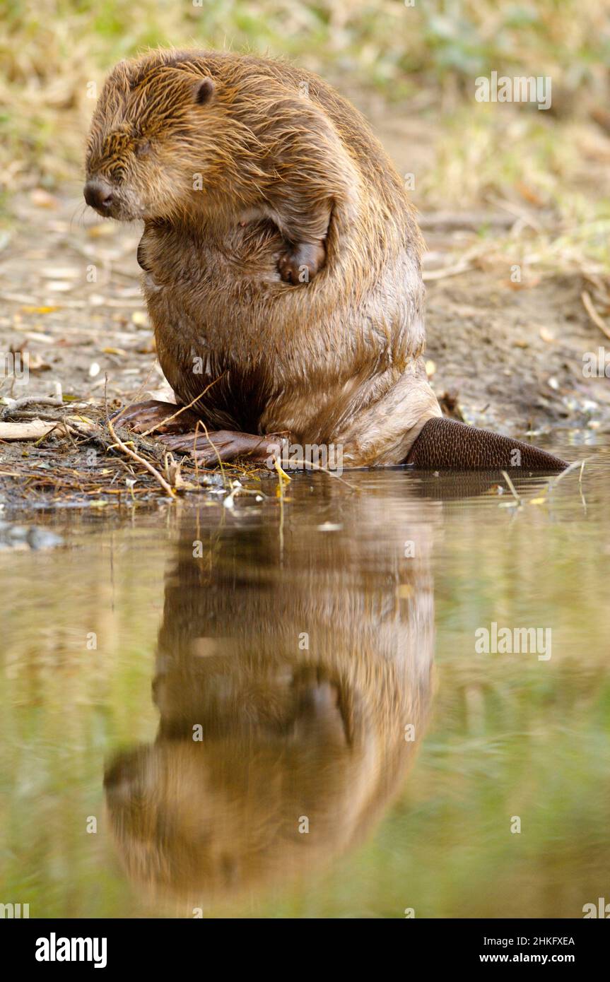 Frankreich, Indre et Loire, Castor d'Europe am Ufer beim Waschen Stockfoto