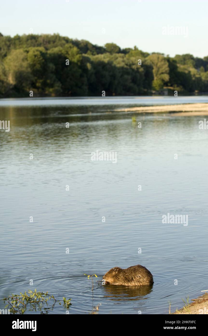 Frankreich, Indre et Loire, Castor d'Europe im Wasser Fütterung auf einem Zweig und oder Blätter Stockfoto