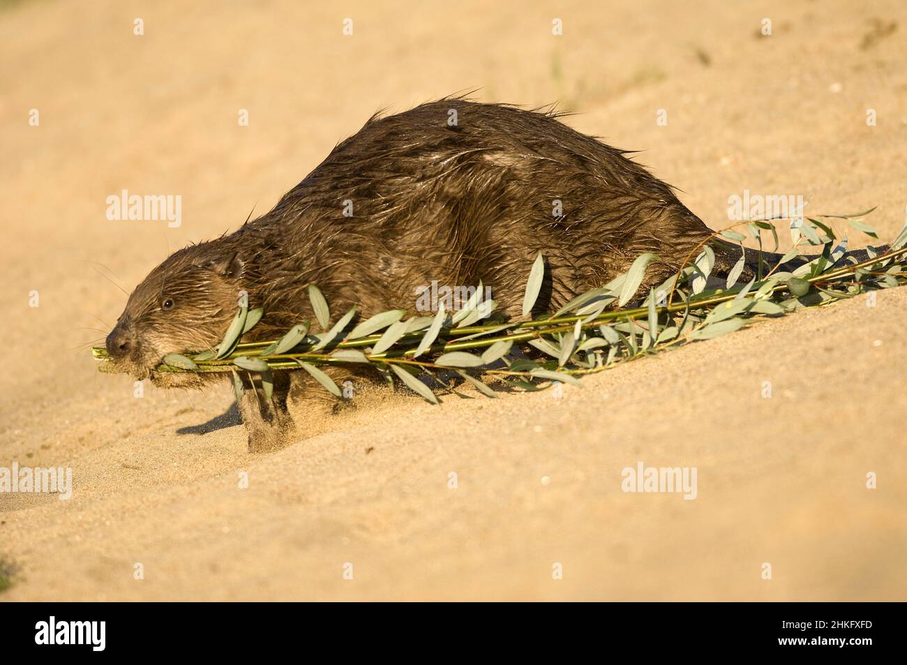 Frankreich, Indre et Loire, Castor d'Europe am Ufer, das mit einem Ast in der Mündung ins Wasser eindringt Stockfoto