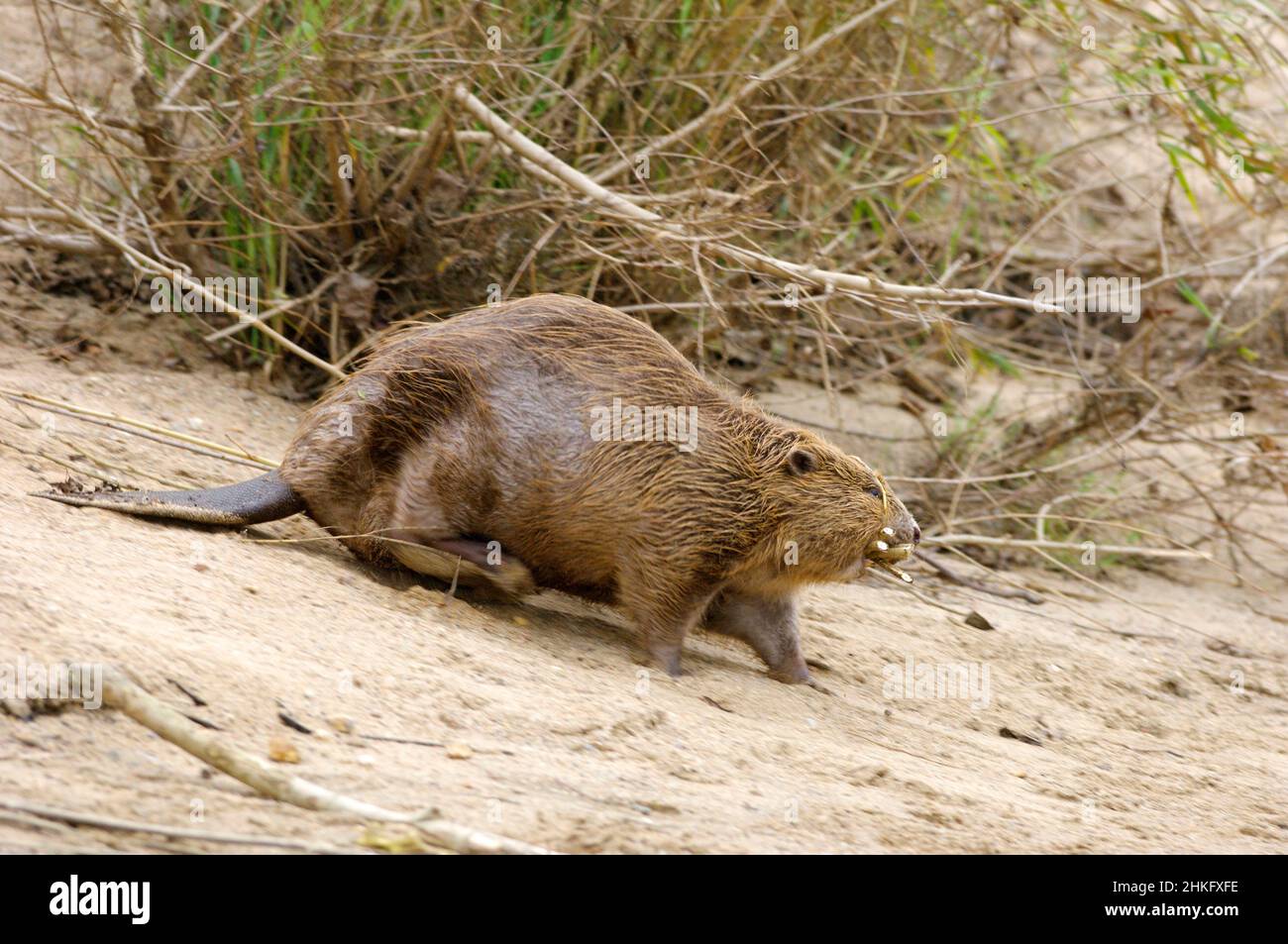 Frankreich, Indre et Loire, Castor d'Europe an den Ufern, die aus- oder wieder in den Fluss gehen Stockfoto