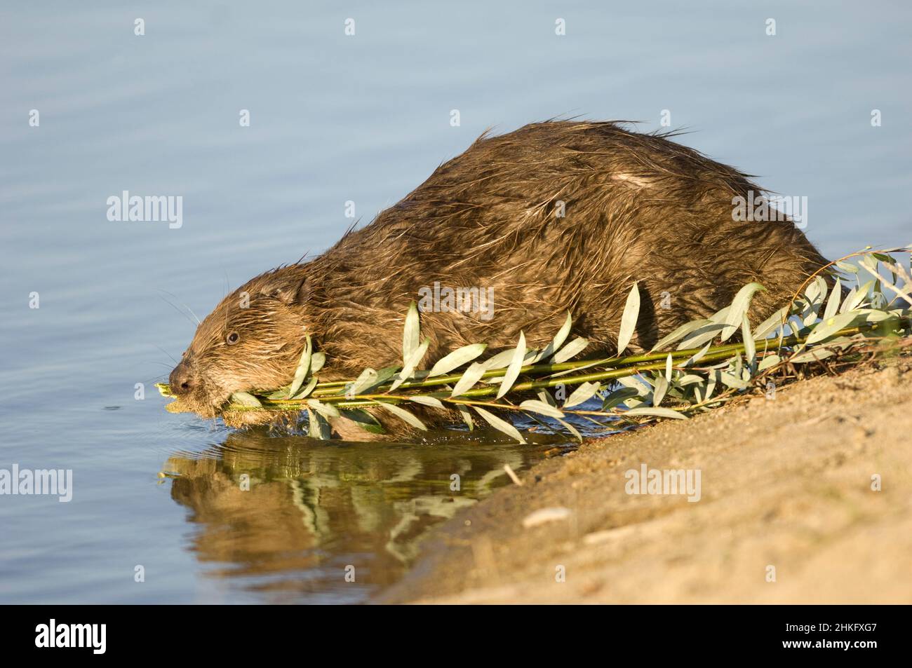 Frankreich, Indre et Loire, Castor d'Europe am Ufer, das mit einem Ast in der Mündung ins Wasser eindringt Stockfoto