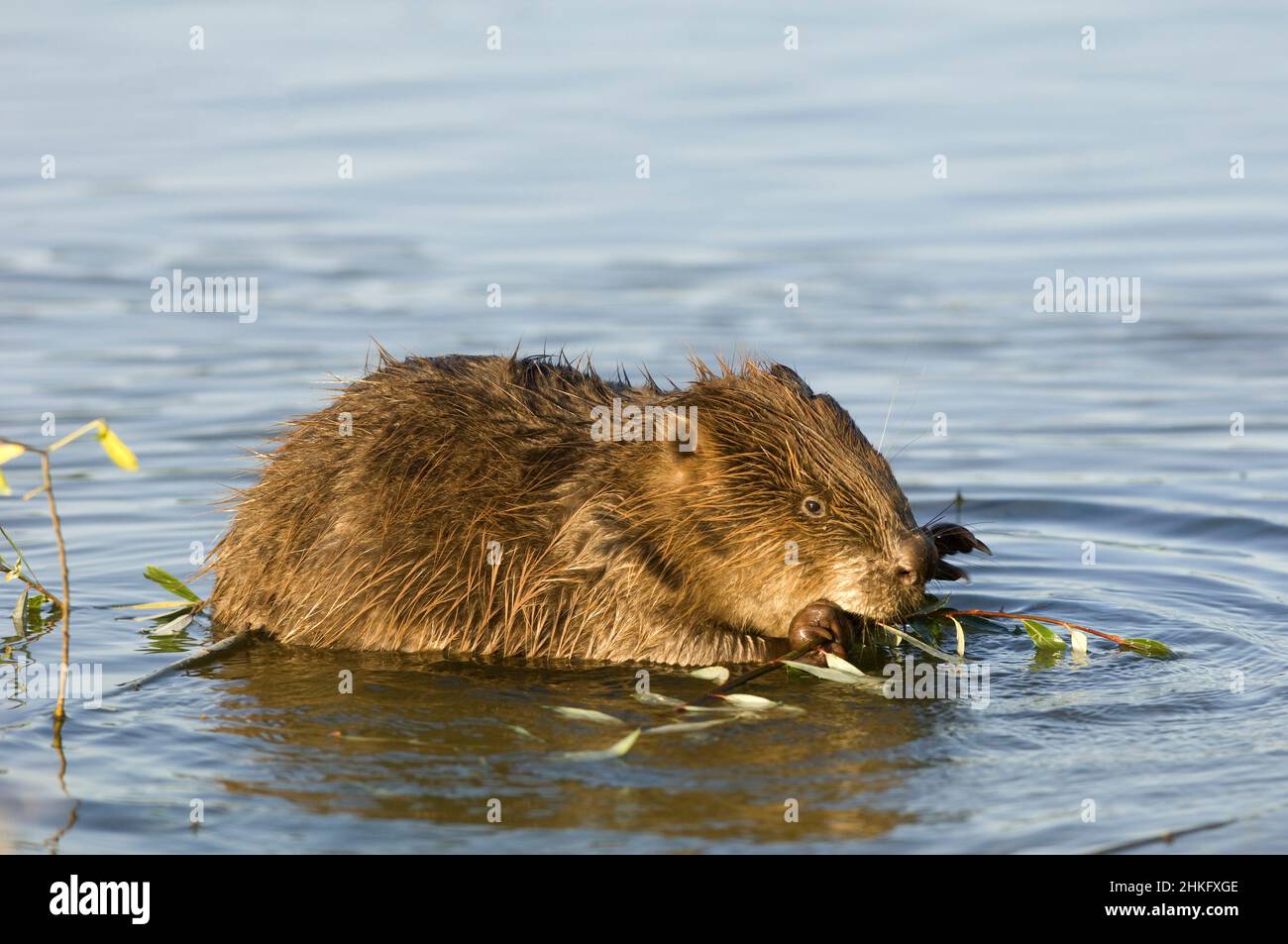Frankreich, Indre et Loire, Castor d'Europe im Wasser Fütterung auf einem Zweig und oder Blätter Stockfoto