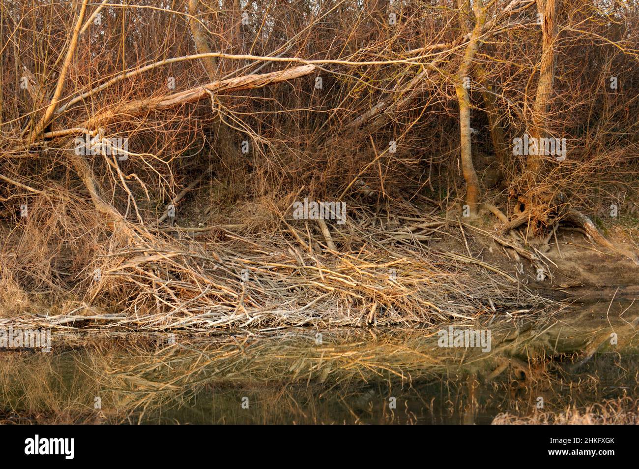 Frankreich, Indre et Loire, Zweige, die das Dach der Terrier-Hütte des Castor d'Europe bedecken Stockfoto
