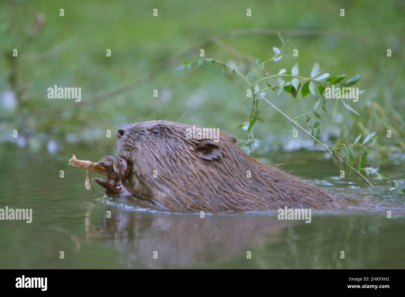 Frankreich, Indre et Loire, Castor d'Europe im Wasser Fütterung auf einem Ast und oder Blätter, Nahaufnahme des Kopfes Stockfoto