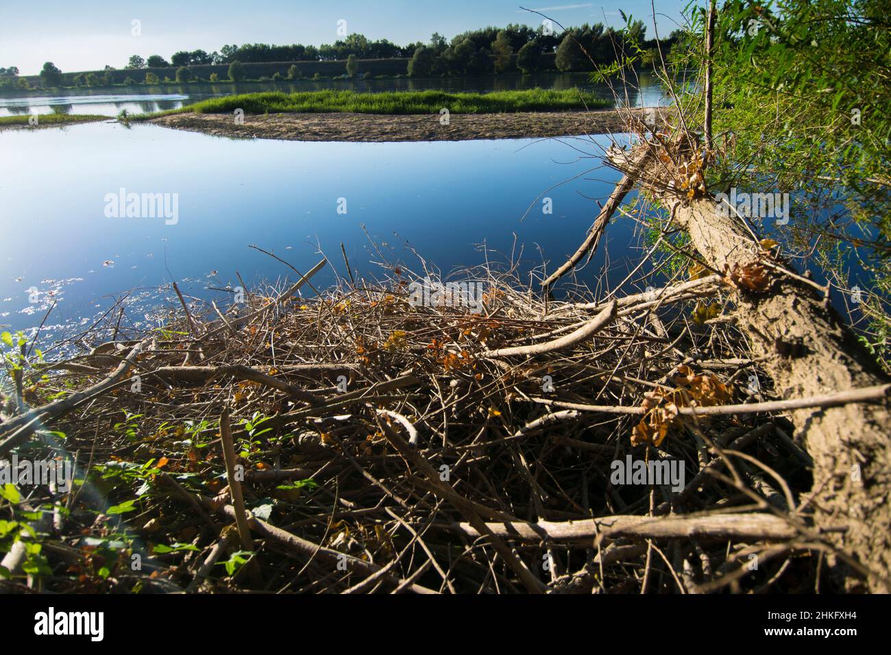 Frankreich, Indre et Loire, Zweige, die das Dach der Terrier-Hütte des Castor d'Europe bedecken Stockfoto