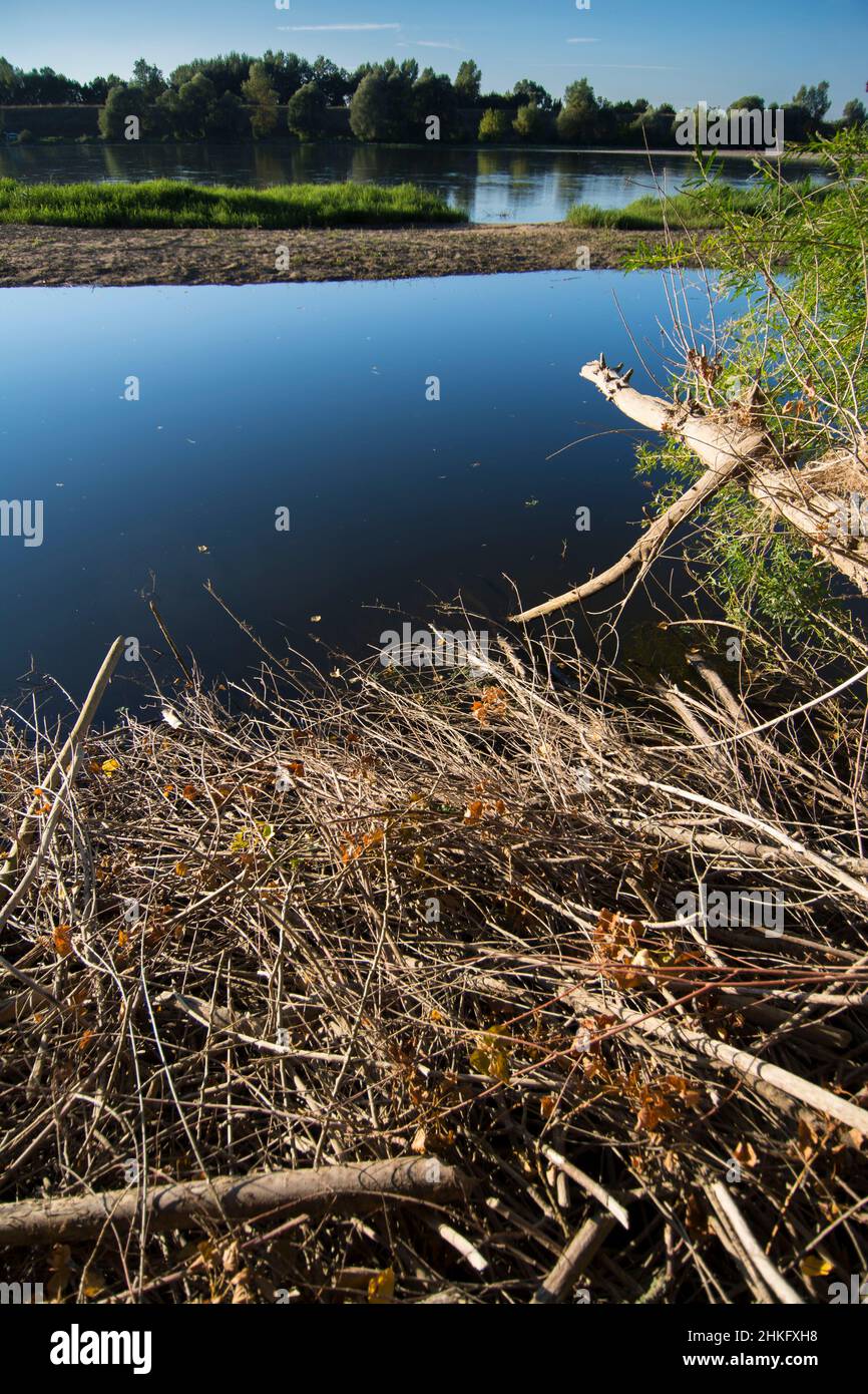 Frankreich, Indre et Loire, Zweige, die das Dach der Terrier-Hütte des Castor d'Europe bedecken Stockfoto
