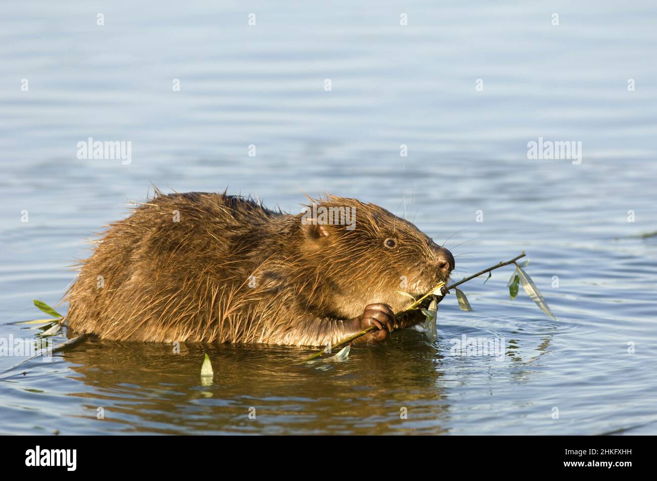 Frankreich, Indre et Loire, Castor d'Europe im Wasser Fütterung auf einem Zweig und oder Blätter Stockfoto