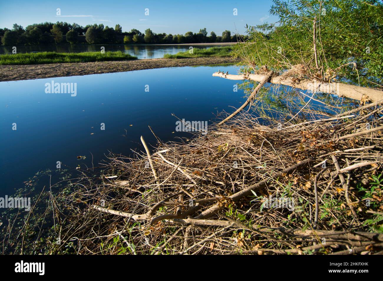 Frankreich, Indre et Loire, Zweige, die das Dach der Terrier-Hütte des Castor d'Europe bedecken Stockfoto