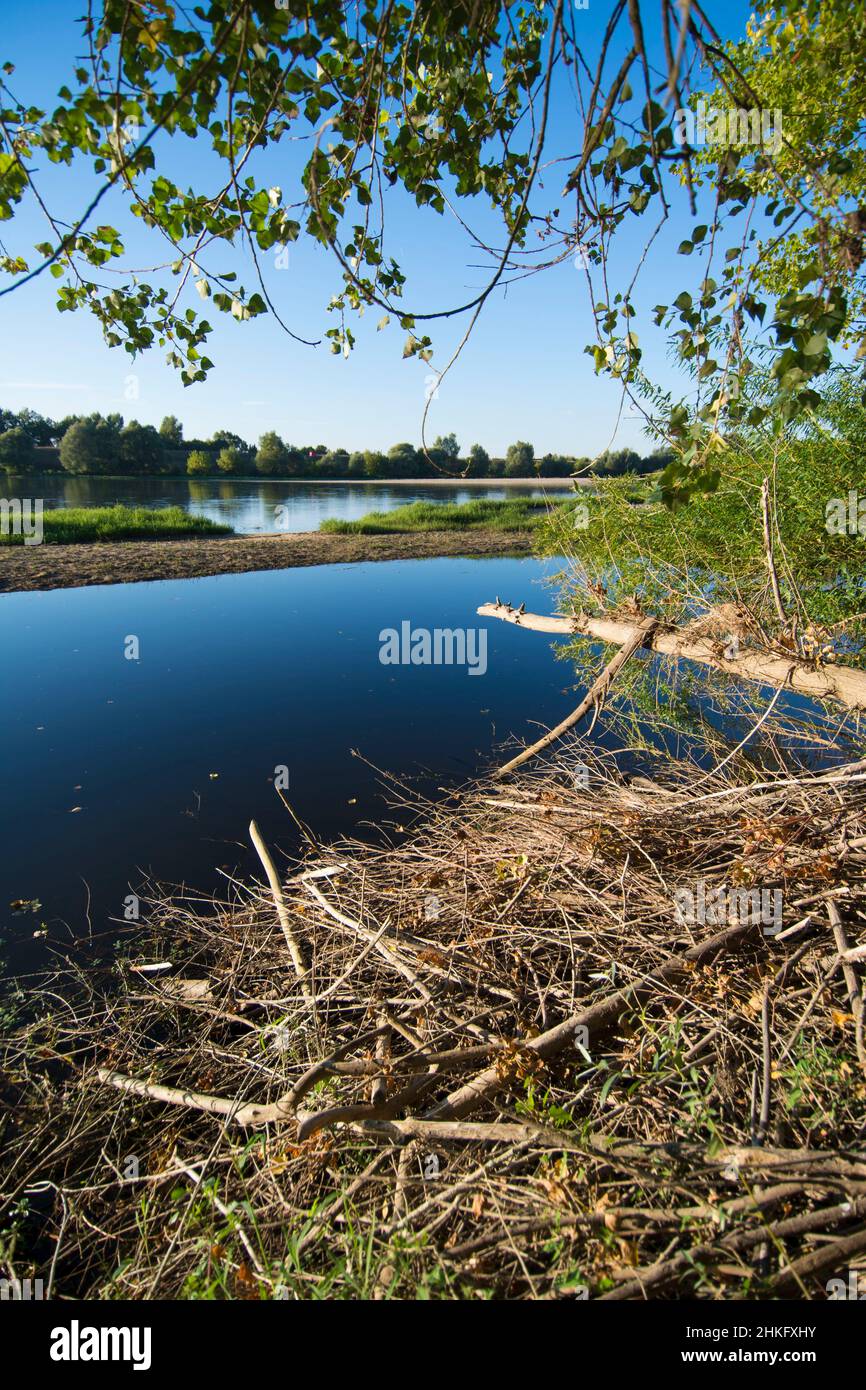 Frankreich, Indre et Loire, Zweige, die das Dach der Terrier-Hütte des Castor d'Europe bedecken Stockfoto