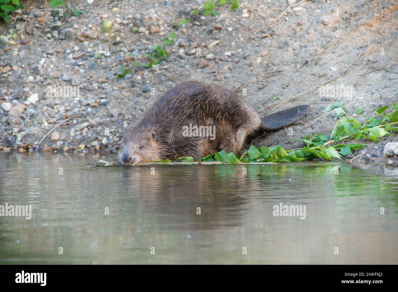 Frankreich, Indre et Loire, Castor d'Europe am Ufer, das mit einem Ast in der Mündung ins Wasser eindringt Stockfoto