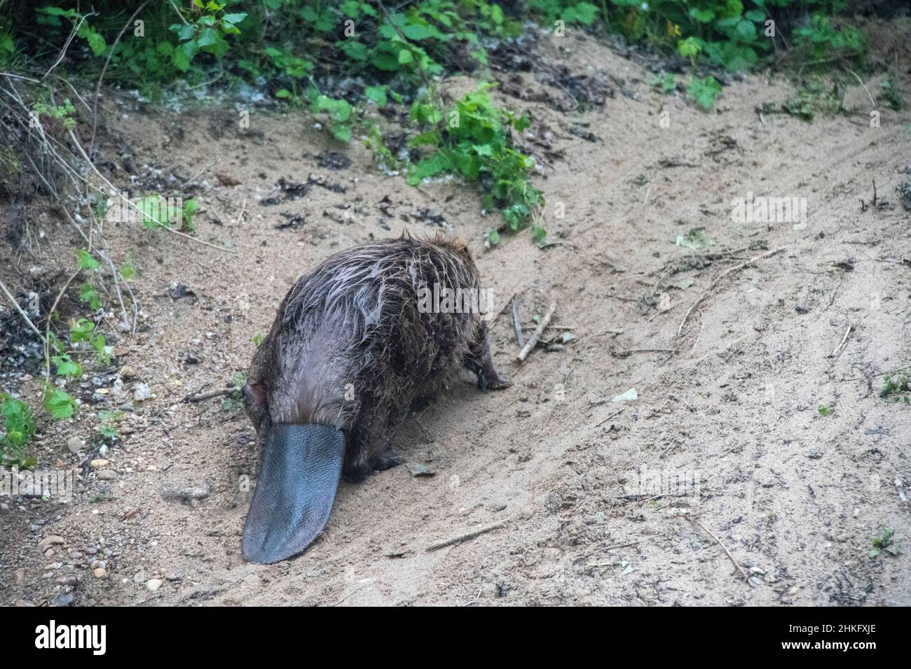 Frankreich, Indre et Loire, Castor d'Europe an den Ufern, die aus- oder wieder in den Fluss gehen Stockfoto
