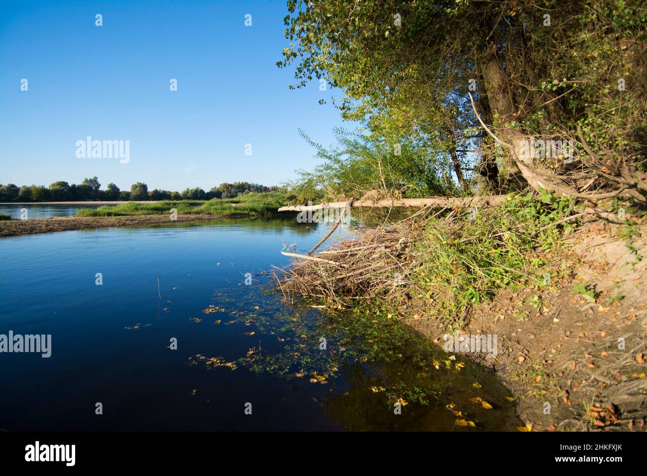 Frankreich, Indre et Loire, Zweige, die das Dach der Terrier-Hütte des Castor d'Europe bedecken Stockfoto