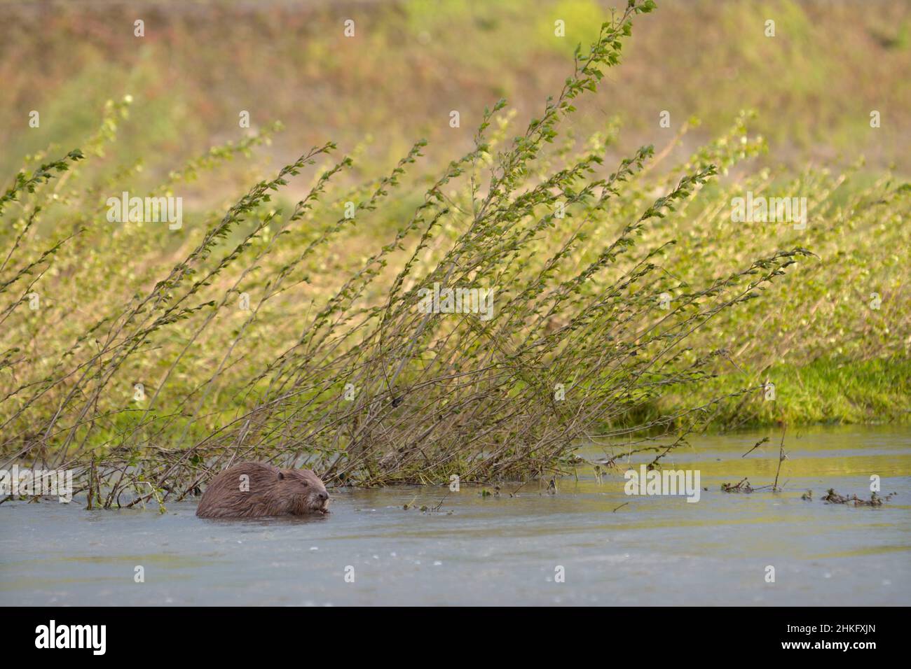 Frankreich, Indre et Loire, Castor d'Europe im Wasser Fütterung auf einem Zweig und oder Blätter Stockfoto