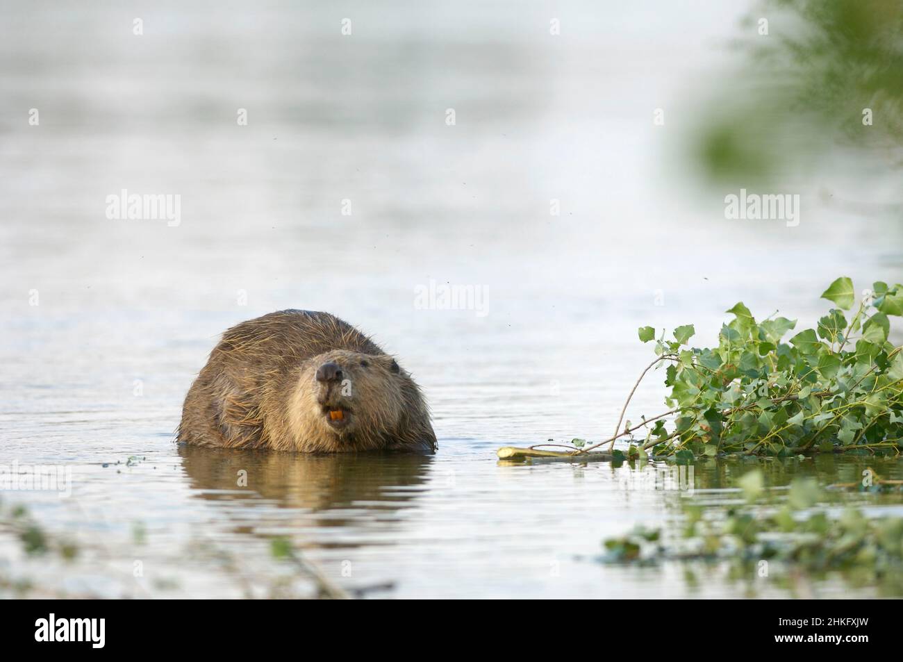 Frankreich, Indre et Loire, Castor d'Europe im Wasser Fütterung auf einem Zweig und oder Blätter Stockfoto
