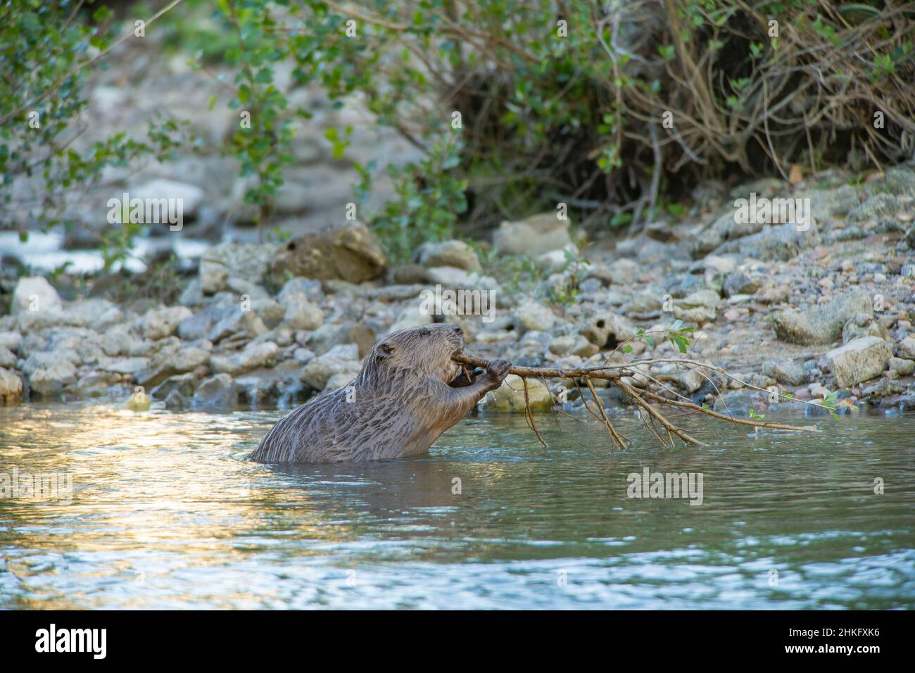Frankreich, Indre et Loire, Castor d'Europe am Ufer, das mit einem Ast in der Mündung ins Wasser eindringt Stockfoto